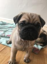 Puppies for sale pug - Georgia, Poti