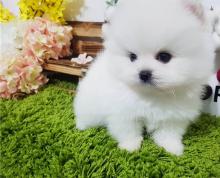 Puppies for sale pomeranian spitz - Lithuania, Jonishkis