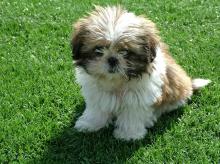 Puppies for sale , shih tzu - Estonia, Kohtla-Jarve