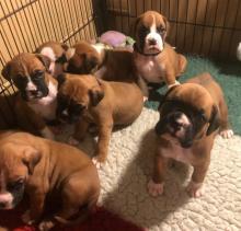Puppies for sale boxer - Ireland, Novan