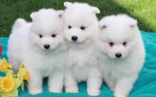 Puppies for sale samoyed dog (samoyed) - Latvia, Saldus
