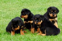 Puppies for sale rottweiler - Moldova, Balti