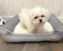 Puppies for sale maltese - Cyprus, Limassol