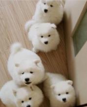 Puppies for sale samoyed dog (samoyed) - Ireland, newbridge