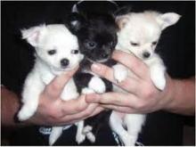 Puppies for sale chihuahua - Denmark, Kopenagen
