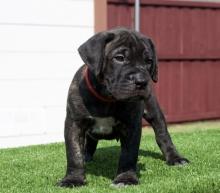 Puppies for sale , bullmastiff puppies - Moldova, Cahul