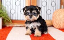 Puppies for sale other breed, morkie  puppies ready - United Kingdom, Bristol. Price 155 €