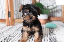 Puppies for sale yorkshire terrier - Cyprus, Nicosia