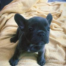 Puppies for sale french bulldog - Ireland, Dublin