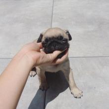 Puppies for sale pug - Ireland, Dublin