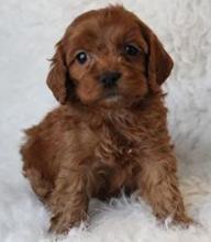 Puppies for sale ,  cockapoo - Uzbekistan, Nukus