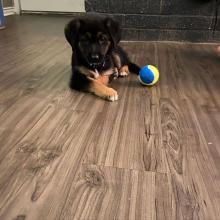Puppies for sale german shepherd dog - Denmark, Aarhus