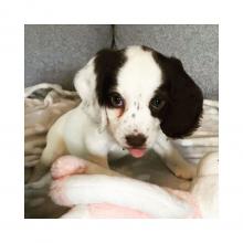 Puppies for sale cocker spaniel - Italy, Monza