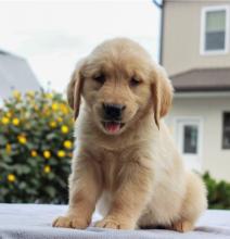 Puppies for sale golden retriever - United Kingdom, Liverpool