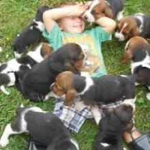 Puppies for sale beagle - United Kingdom, Chesterfield