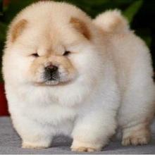 Puppies for sale chow chow - United Kingdom, Chesterfield