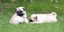 Puppies for sale pug - Poland, Warsaw. Price 150 €