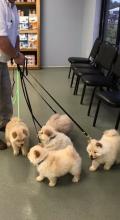 Puppies for sale chow chow - United Kingdom, Bristol