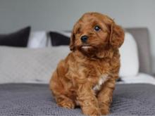 Puppies for sale , cavapoo - Ireland, Dublin