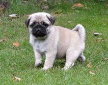Puppies for sale pug - United Kingdom, Coventry