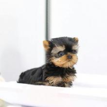 Puppies for sale yorkshire terrier - Canada, Ontario, Toronto, Oakville. Price 500 $