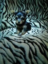 Puppies for sale yorkshire terrier - Ireland, Dublin