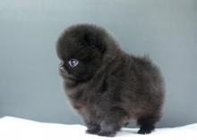 Puppies for sale pomeranian spitz - United Kingdom, Darlington