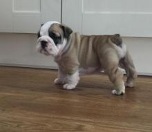 Puppies for sale english bulldog - Poland, Warsaw