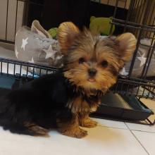 Puppies for sale yorkshire terrier - Poland, Bytom