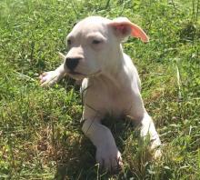 Puppies for sale other breed, dogo argentino puppies - United Kingdom, Cardiff