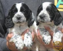 Puppies for sale cocker spaniel - Ireland, Dublin