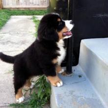 Puppies for sale bernese mountain dog - France, Paris. Price 10 €