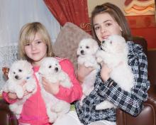 Puppies for sale bichon - Austria, Vienna. Price 10 €