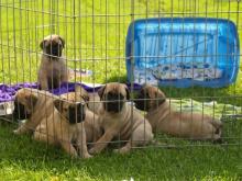 Puppies for sale bullmastiff - France, Paris