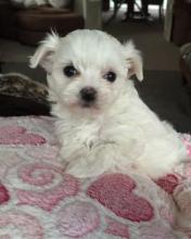 Puppies for sale maltese - Canada, Yukon