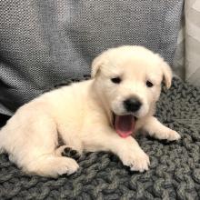 Puppies for sale labrador retriever - Sweden, Malmo