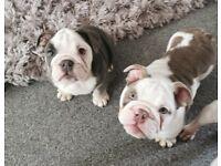 Puppies for sale english bulldog - United Kingdom, Aberdeen