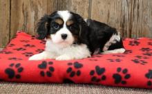 Puppies for sale king charles spaniel - Czech Republic, Prague. Price 10 €