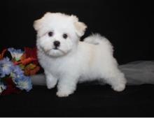 Puppies for sale maltese - Azerbaijan, Azerbaijan