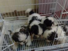 Puppies for sale shih tzu - France, Rouen