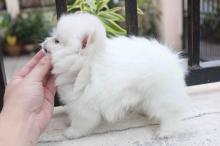 Puppies for sale pomeranian spitz - France, Saint-Etienne