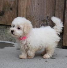 Puppies for sale , bichon frise - Netherlands, Glethoorn