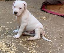 Puppies for sale other breed, dogo argentino puppies - United Kingdom, Maine