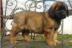 Puppies for sale leonberger - Ukraine, Chernivtsi