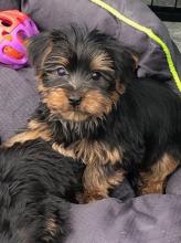 Puppies for sale yorkshire terrier - Ireland, Mayo