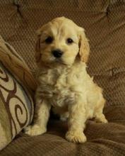Puppies for sale , cokapoo - Tajikistan, Dushanbe
