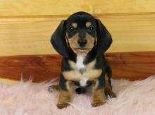 Puppies for sale , dachshund puppies - Malta, Valletta