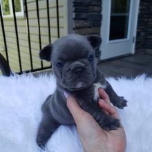 Puppies for sale french bulldog - Lithuania, Shalchininkai
