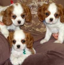 Puppies for sale king charles spaniel - Finland, Kuopio