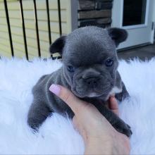 Puppies for sale french bulldog - Ireland, Cork